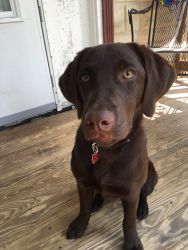 Chocolate Lab for sale