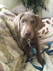 Adorable silver lab puppy for sale in gardiner NY