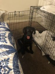 Labrador/labradoodle puppy for sale! 4 months, no curl dominately lab