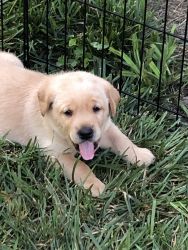 AKC registered English style Labrador Puppies