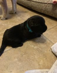 Adorable Black Labrador