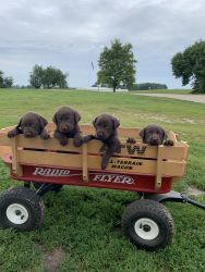 Chocolate lab puppies