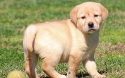 Full AKC Yellow/Red/Black/Whte Labrador Retriever puppies For Sale