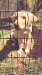 Labrador Retriever Puppy For Sale
