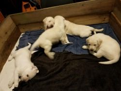 2 AKC white Lab puppies, female
