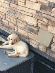 Labs for sale!