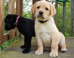 Labrador Retreiver Puppies=[marcbradly1.9.7.5 '@'g.m.a.i.l.c.o.m