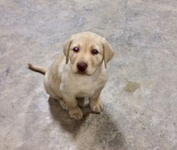 AKC registered Labrador pups