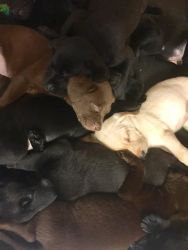 Lab Puppies are ready!