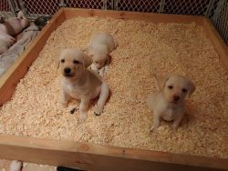AKC registered Yellow Lab Puppies