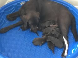 9 full breed Labrador