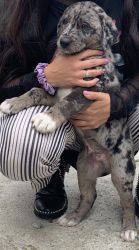 Labrador/Aussie Puppies For Sale!