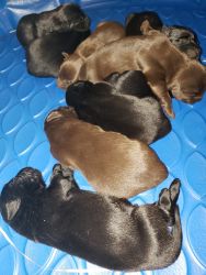 CKC Registered Labrador puppies