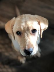 Trained Yellow lab puppy