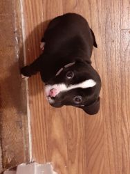 Rehoming 9wk pit lab mix
