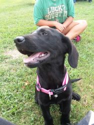 Black lab she needs a new home that will love and play with her
