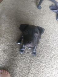 3-4 month old male black lab pit mix needs good home asap
