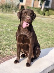 2-year-old AKC Male Chocolate Lab