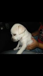 Looking to rehome labretriever puppy