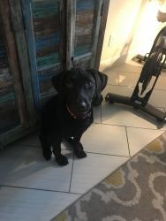 7 month Chocolate Labrador