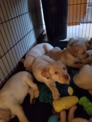 Puppies looking for a forever home.