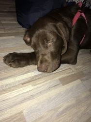Chocolate Labrador Retriever 14 weeks