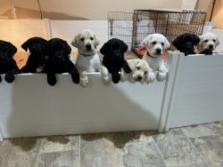 Regal Black & Beautiful Cream Labrador Puppies
