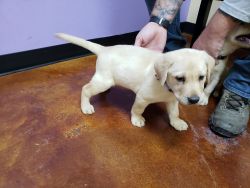 AKC Labrador Retriever puppy