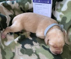 Bonnie’s Puppy Sales— AKC Registered Labrador Retrievers