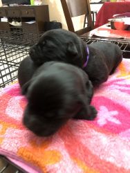 Black and chocolate labrador puppies