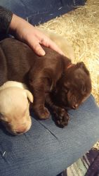 AKC Yellow & Chocolate Labrador Puppies