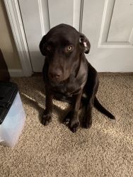 Full Blooded Chocolate Lab Puppy