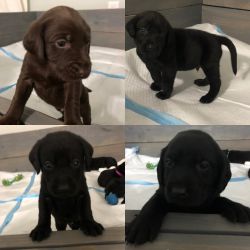 AKC Lab puppies for sale