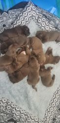 Chocolate labs puppies for Christmas
