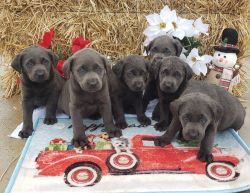 Charcoal lab puppies