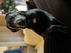 Silver lab rehoming/selling