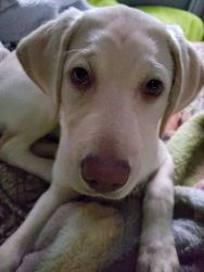 AKC Yellow Lab Puppy For Sale