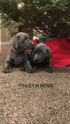 AKC Charcoal n Silver Lab puppies