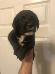 3 Loving puppies need home for Christmas