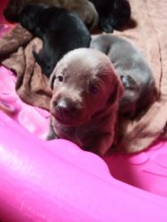 Labrador pure bred puppies