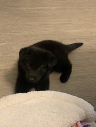 Black lab puppy for sale!