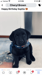Black Lab puppy (3 months)