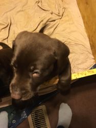 AKC registered chocolate labs