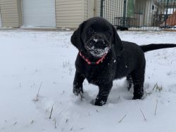 Black Lab Puppies for sale in Indiana