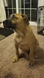 Puppy Looking for a Forever Home