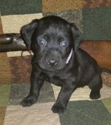 Awesome Reg. Choc/Black Lab Puppies Available
