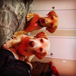Two male 1 year old yellow them pure bred