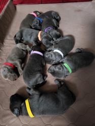lab puppies for sale
