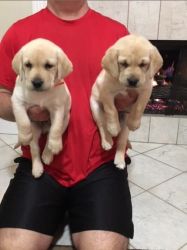 AKC Registered Yellow Lab Puppies with Champion Pedigree