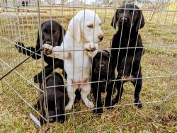 Labrador Pups for Sale